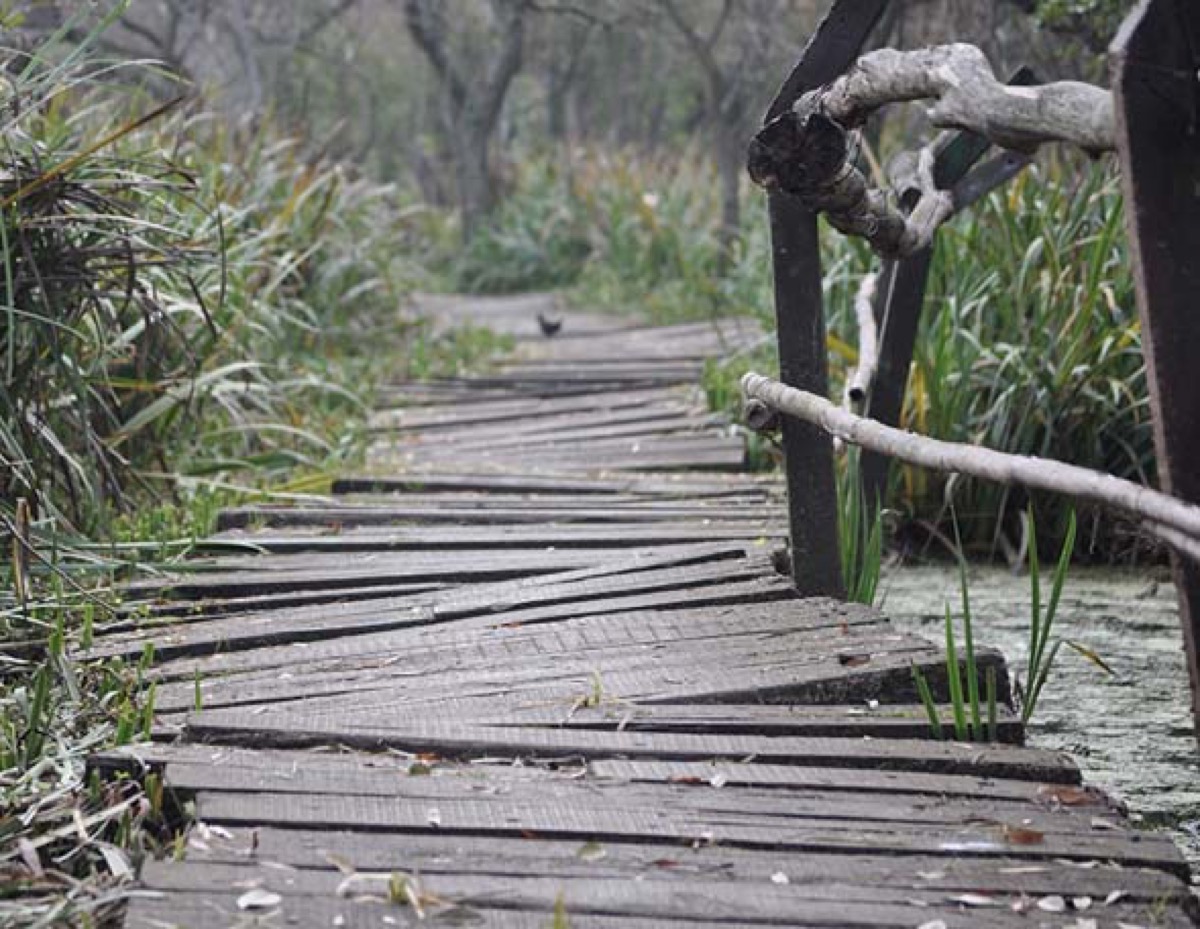 Uneven wooden walkway over water